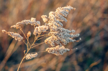 Dry reed inflorescences at sunset in the evening