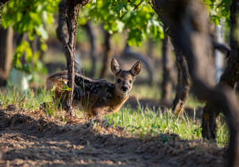 Baby roe deer, capreolus capreolus, standing in a vineyard looking to the camera
