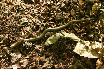 Blindschleiche (Anguis fragilis) auf einem Waldweg in Bruchhof-Sanddorf