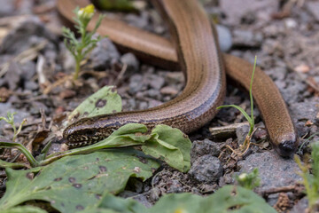 Blindschleiche (Anguis fragilis) auf einem Waldweg in Bruchhof-Sanddorf