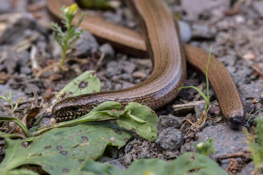 Blindschleiche (Anguis fragilis) auf einem Waldweg in Bruchhof-Sanddorf