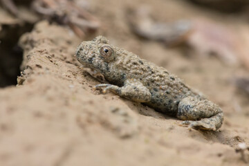 Gelbbauchunke (Bombina variegata) im Teich des Motocross-Geländes in Niederwürzbach
