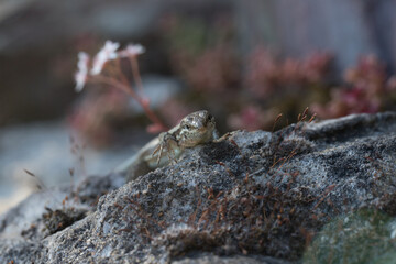 Mauereidechse (Podarcis muralis) auf dem Apolloweg in Valwig an der Mosel