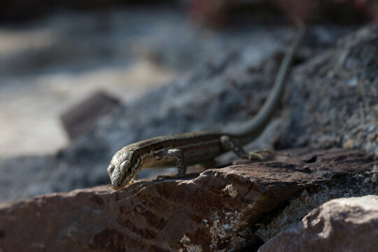 Mauereidechse (Podarcis muralis) auf dem Apolloweg in Valwig an der Mosel