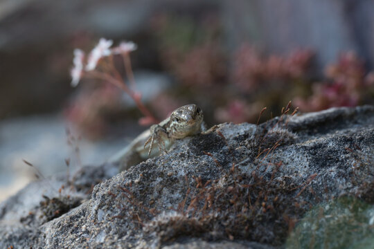 Mauereidechse (Podarcis muralis) auf dem Apolloweg in Valwig an der Mosel
