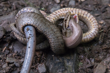Schlingnatter (Coronella austriaca) im Dortebachtal an der Mosel mit erbeuteter Blindschleiche