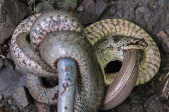 Schlingnatter (Coronella austriaca) im Dortebachtal an der Mosel mit erbeuteter Blindschleiche
