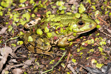 Tümpelfrosch (Rana lessonae) im Gänsewiher im Bauernwald zwischen Bexbach und Niederbexbach