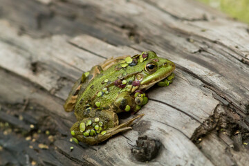 Tümpelfrosch (Rana lessonae) im Gänsewiher im Bauernwald zwischen Bexbach und Niederbexbach