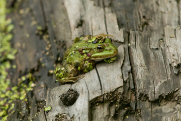 Tümpelfrosch (Rana lessonae) im Gänsewiher im Bauernwald zwischen Bexbach und Niederbexbach