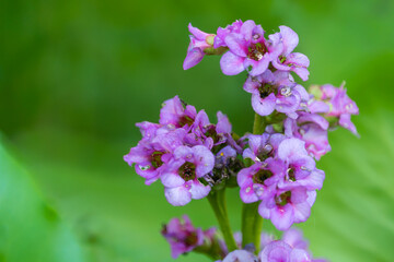 Bright purple bergenia flowers on a blurred green background.