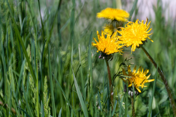 Yellow dandelion flowers among green grass.