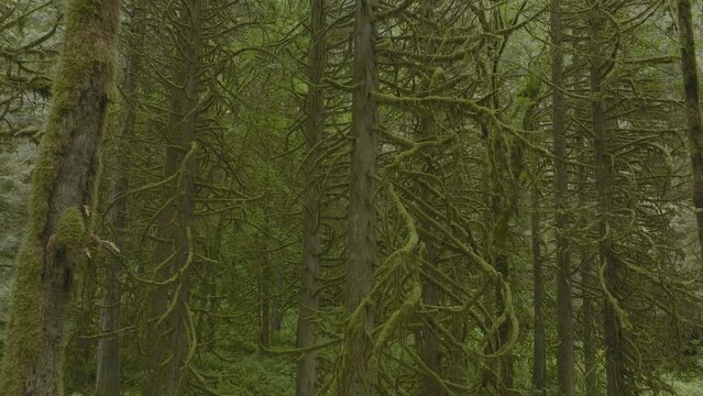Panning left along the moss covered trees in Lynn Canyon Vancouver
