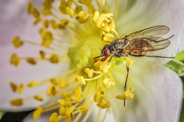 echte Fliege