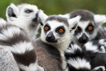 3 Lemuren auch Kattas genannt  - 607813188