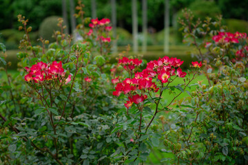 新宿に咲くバラの花