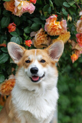 Beautiful corgi dog in nature. 