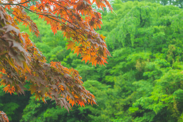 梅雨のとある日、木の葉に雨のしずくが滴っている写真。
