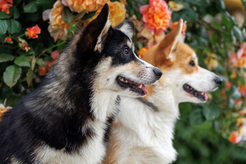 Two beautiful Corgi dog in nature.