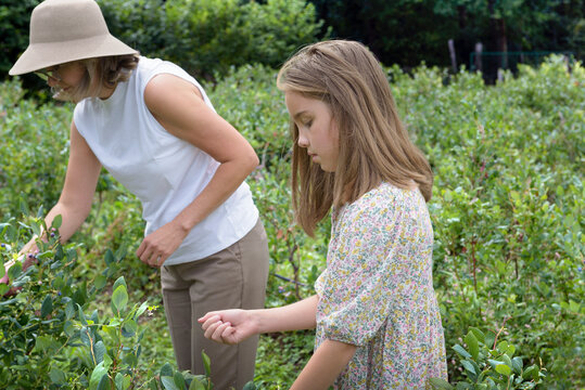Mom and daughter pick blueberries together in the field. Woman and girl in the field. Lifestyle