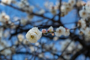 寒さが残る頃、早春の梅の花