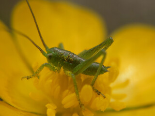 Die Punktierte Zartschrecke