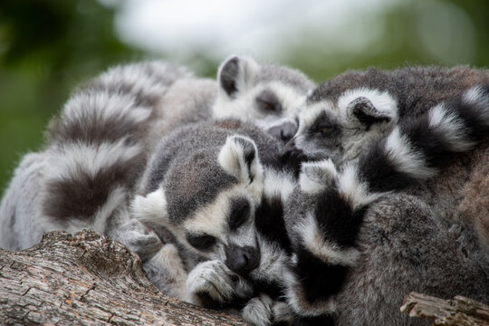 Drei schlafende Lemuren, Kattas