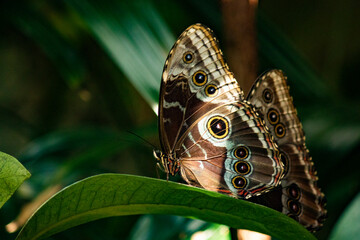 butterfly on leaf
