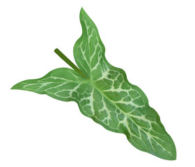 leaf isolated transparent png file