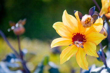 bee on yellow flower