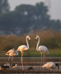 Fototapeta na wymiar The greater flamingo (Phoenicopterus roseus)