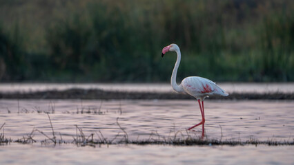 The greater flamingo (Phoenicopterus roseus)