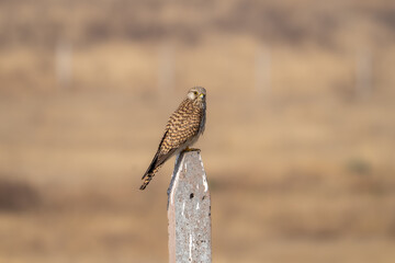 The common kestrel (Falco tinnunculus)