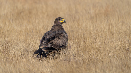 The steppe eagle (Aquila nipalensis)