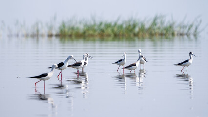 The black-winged stilt (Himantopus himantopus)