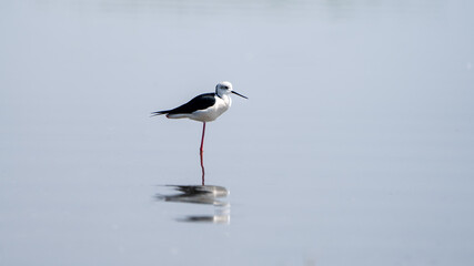 The black-winged stilt (Himantopus himantopus)