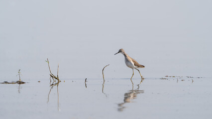 The wood sandpiper (Tringa glareola)