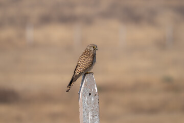 The common kestrel (Falco tinnunculus)