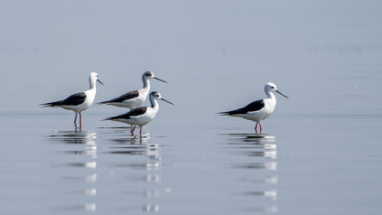 The black-winged stilt (Himantopus himantopus)