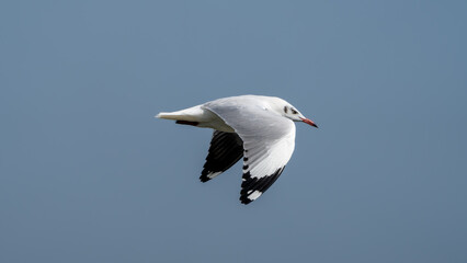 brown-headed gull colony (Chroicocephalus brunnicephalus)