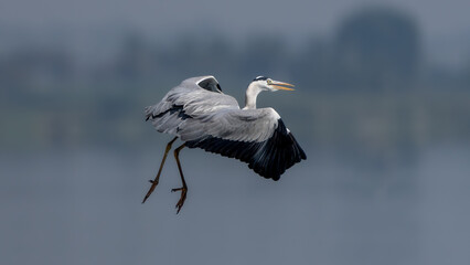 The grey heron (Ardea cinerea)