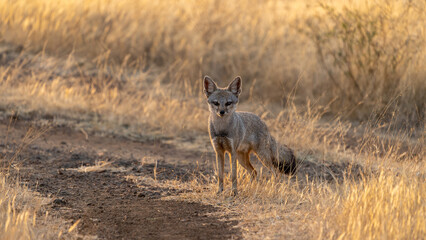 Bengal fox (Vulpes bengalensis), also known as the Indian fox