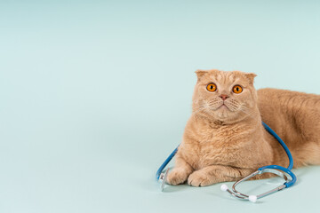 Veterinary clinic, medicines for pets banner concept. Funny cat wearing glasses and stethoscope...