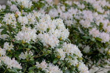 Selective focus white pink flower about to blooming with green leaves in the garden, Rhododendron...
