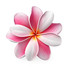 Plumeria tropical flower illustration