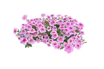 Bouquet, Bunch, shrub of flowers. Rose periwinkle. primrose. (red, pink) Rose Four o'clock Flower. Colorful flowers, primula vulgaris are blooming. On white background. (png)