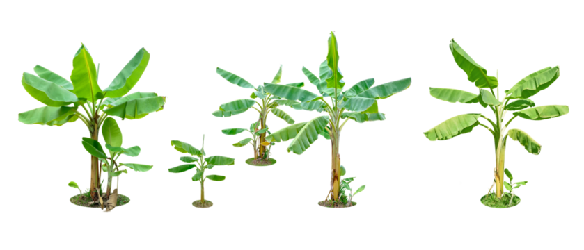 Collection. Banana trees green leaves. (png) Isolated on white background and clipping path. total of 4	