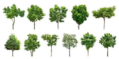 Collection Trees and bonsai green leaves. total 11 trees. The Ratchaphruek tree is blooming bright yellow. (png)