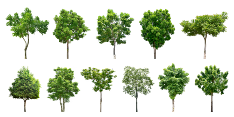 Collection Trees and bonsai green leaves. total 11 trees. The Ratchaphruek tree is blooming bright yellow. (png)