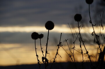 Silhouette of thorns and grass at sunset. High quality photo